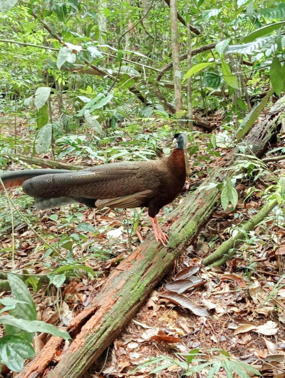 Landak River Guest House Only Trekking With Us Bukit Lawang Exterior foto