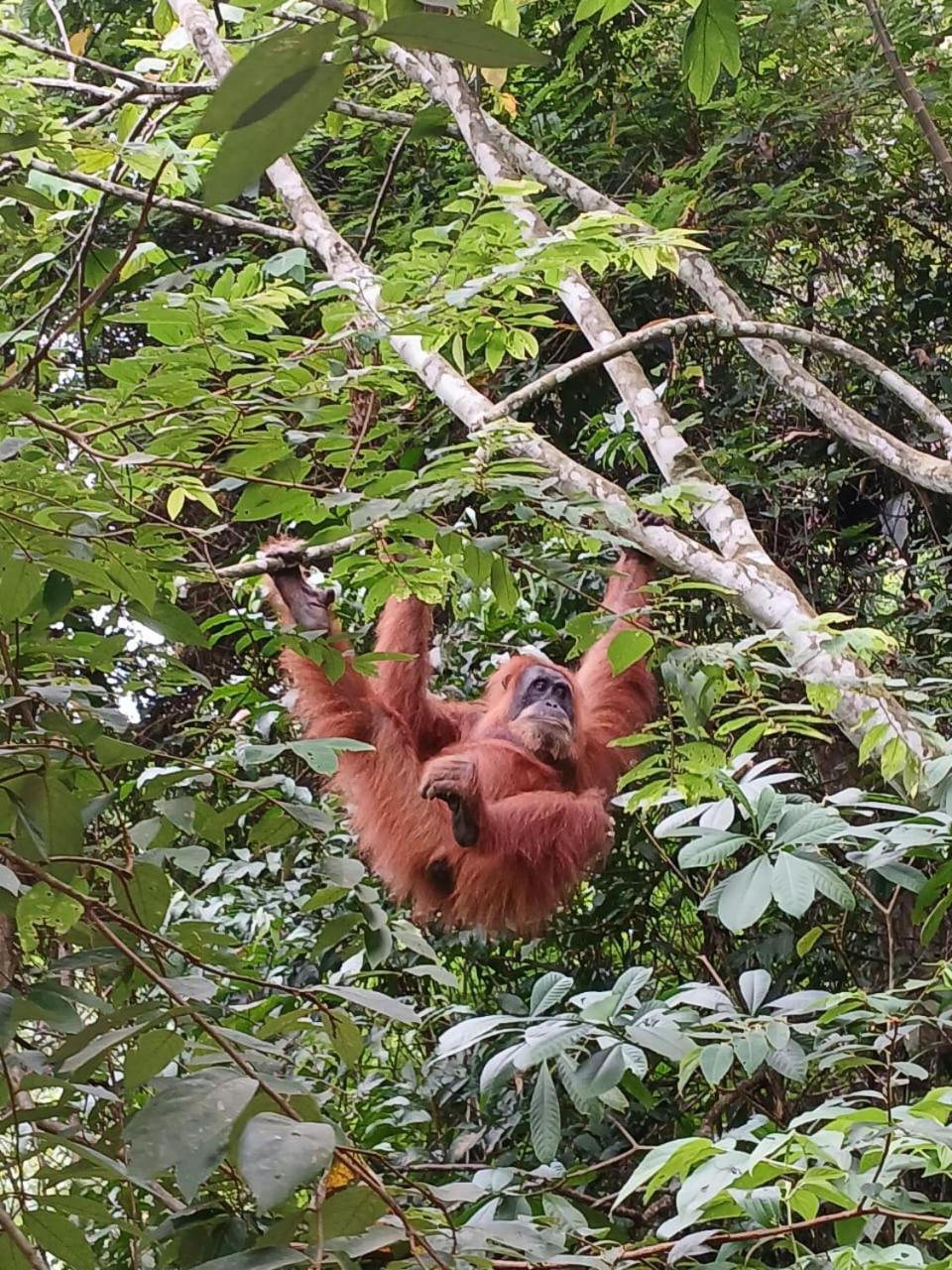 Landak River Guest House Only Trekking With Us Bukit Lawang Exterior foto