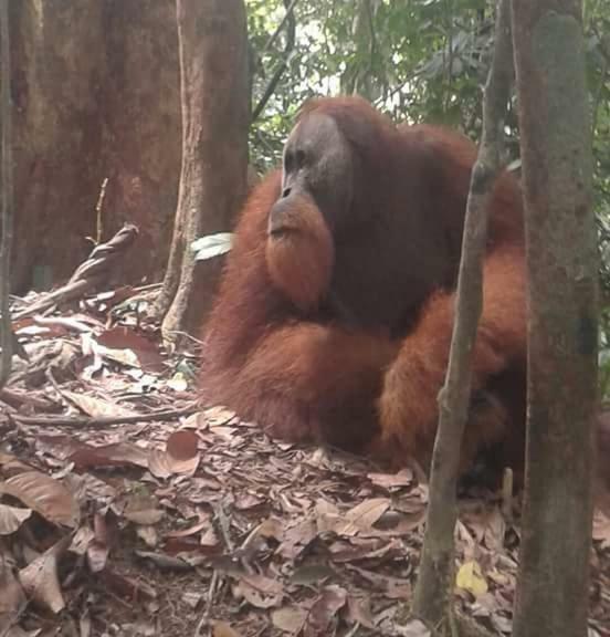 Landak River Guest House Only Trekking With Us Bukit Lawang Exterior foto