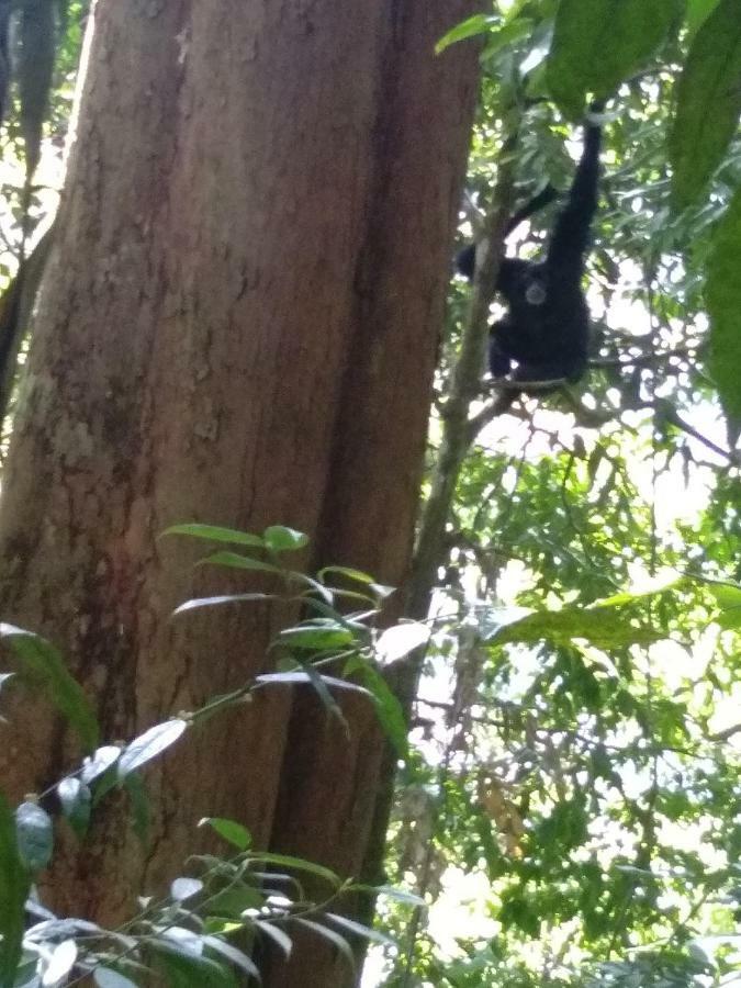 Landak River Guest House Only Trekking With Us Bukit Lawang Exterior foto