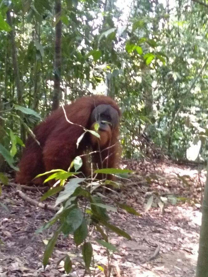 Landak River Guest House Only Trekking With Us Bukit Lawang Exterior foto